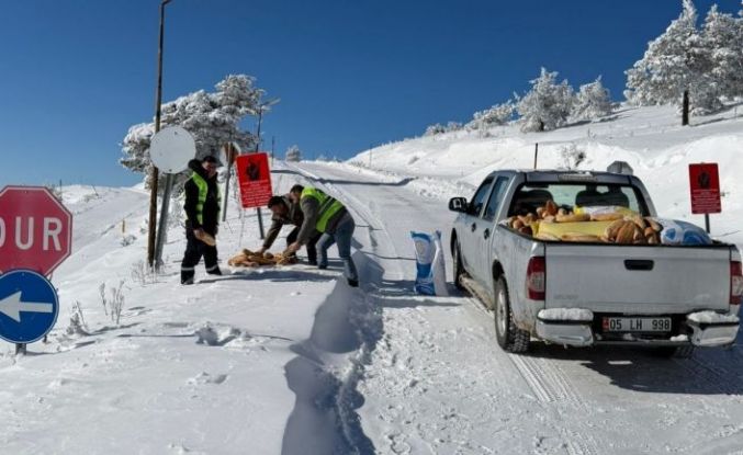 Yaban hayvanları için ormana yem bıraktılar