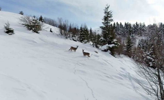 Yiyecek arayan karacalar Kulakkaya Yaylası’nda görüntülendi