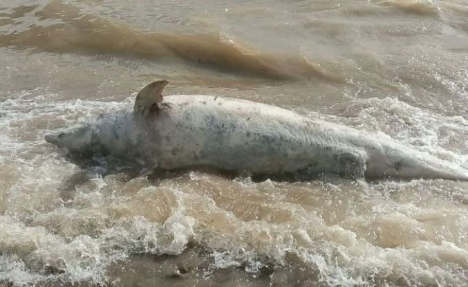 Ayvacık sahiline ölü yunus balığı vurdu