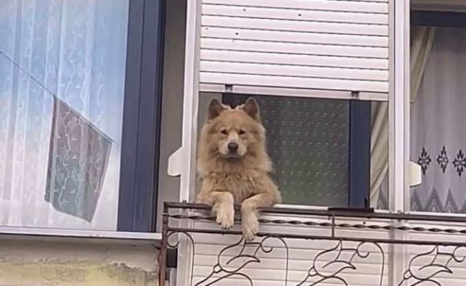 Balkondaki sevimli köpek herkesi gülümsetiyor