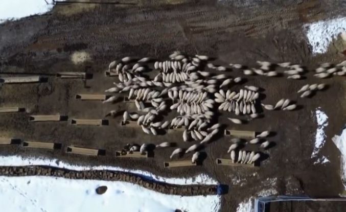 Bayburt’ta 50 milyon liralık yem desteği 2 bin 601 işletmeye ulaştı