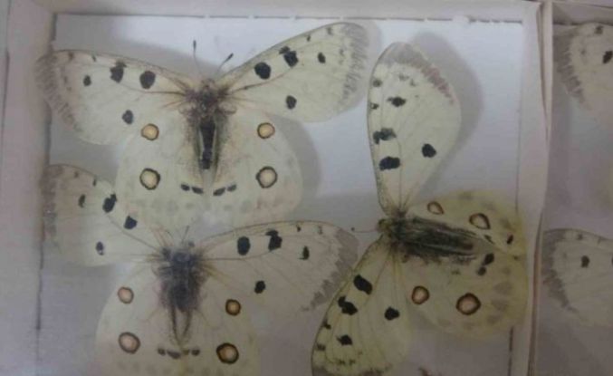 Böcek Müzesi 30 bin örnekle bilime katkı sunuyor, çocukların korkularını yeniyor