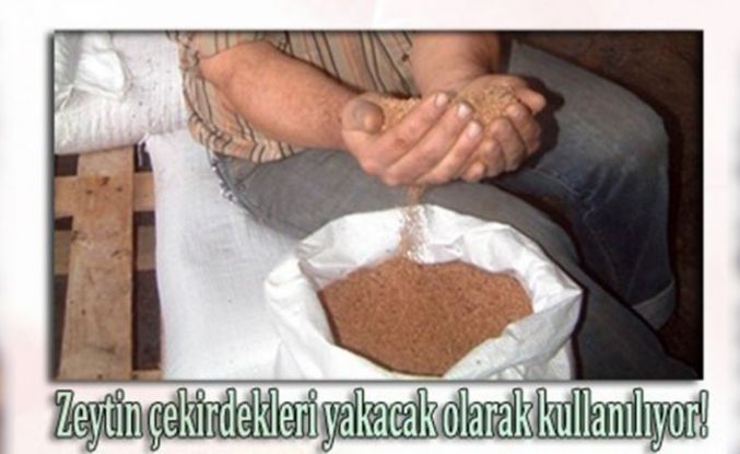 Burhaniye’de zeytin çekirdekleri Yunanistan’a ihraç ediliyor