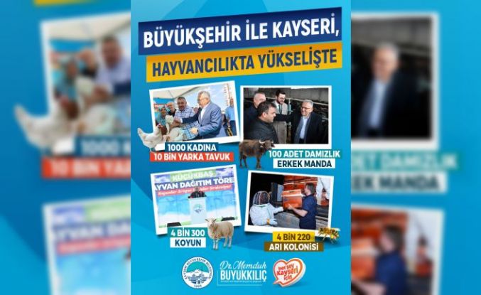 Büyükşehir ile Kayseri, hayvancılıkta yükselişte