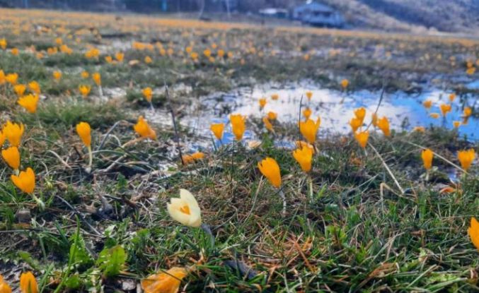 Çiğdemlerin açtığı Bartlı Yaylası’nda görsel şölen