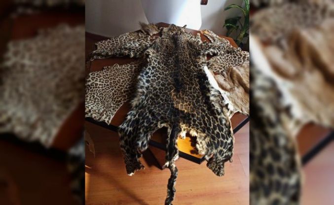 Çukurova Uluslararası Havalimanı’nda leopar postu ve baykuş gözü ele geçirildi