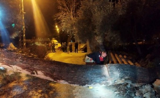 Defne’de devrilen ağaç yolu kapattı
