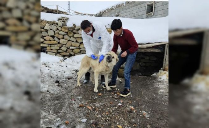 Diyadin’de köpeklere kuduz aşısı uygulaması başladı