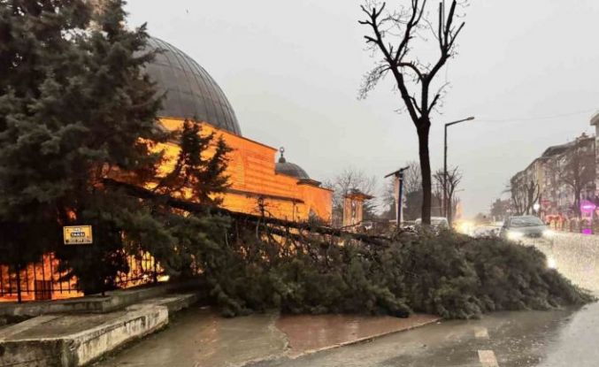 Edirne’de fırtına ağaçları devirdi