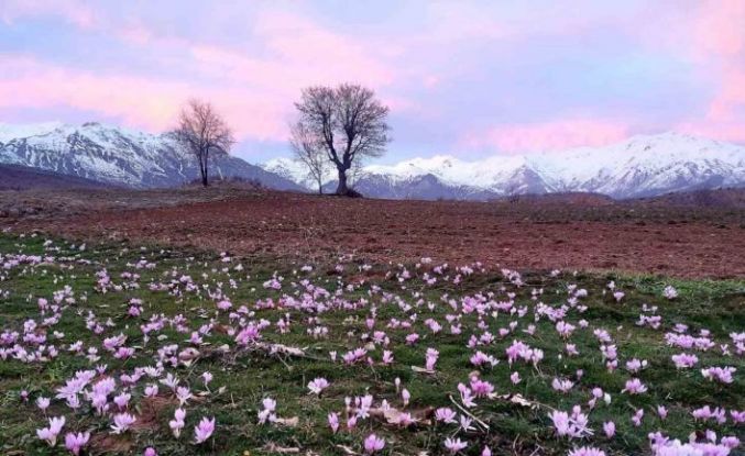 Elazığ’da baharın habercisi çiğdemler erken açtı