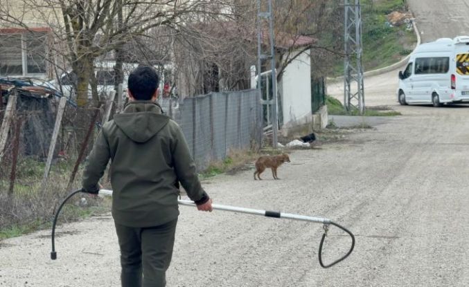 Karabük’te yerleşim yerine inen hasta çakal tedavi edilip doğaya salındı
