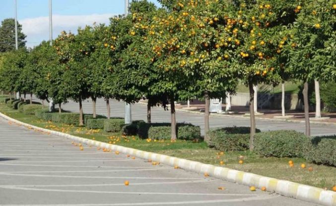 Manavgat’ta fırtına ve yağmur turunçları yollara döktü