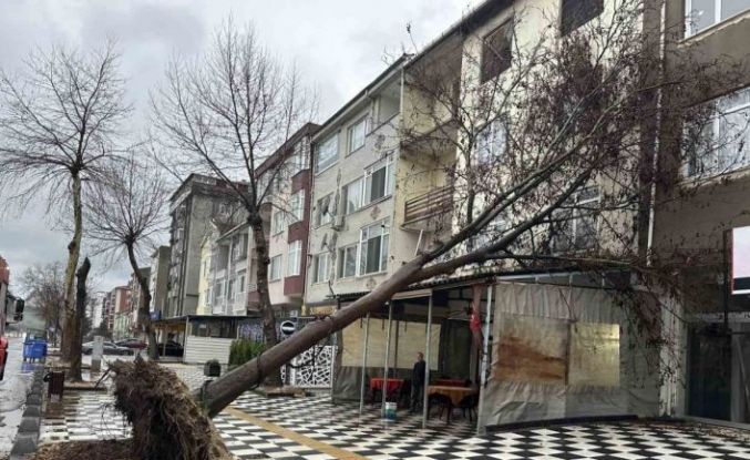 Muratlı’da ağaç kahvehanenin çatısına devrildi