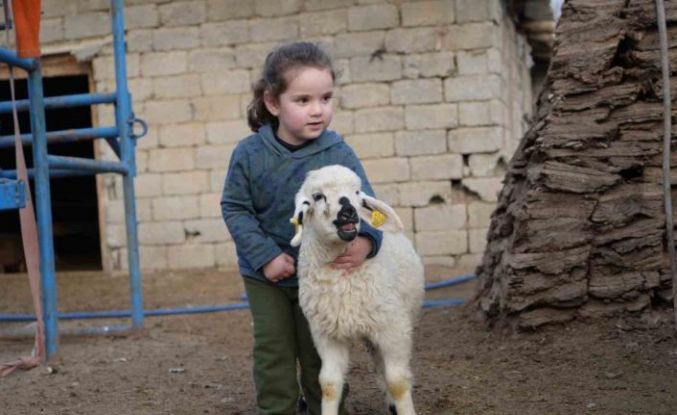 Muş’ta hayvan sayısı 1,4 milyonu aştı: 650 bin kuzu ve oğlak doğumu bekleniyor