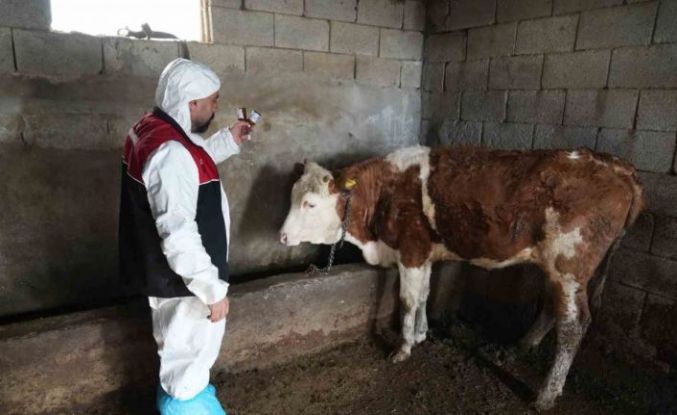 Muş’ta şap ve şarbon aşılama kampanyası başladı