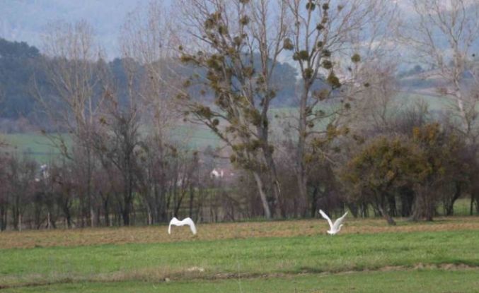 Nadir rastlanan beyaz balıkçıl kuşlar Bolu’da görüntülendi