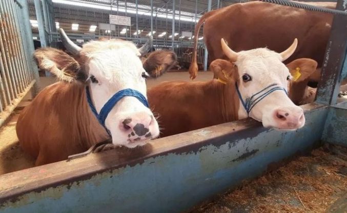 Nazilli’de şap hastalığı söndü, kısıtlama kaldırıldı