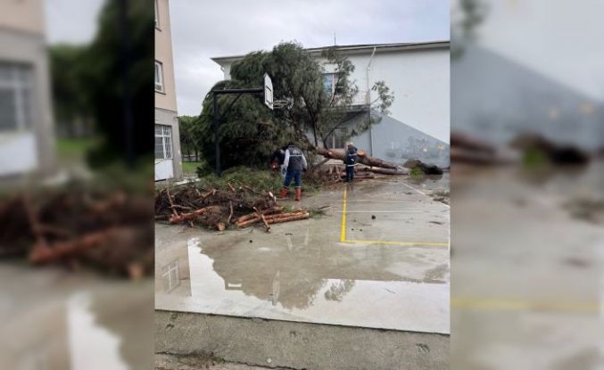 Okul bahçesindeki çam ağaçları kuvvetli rüzgara dayanamadı
