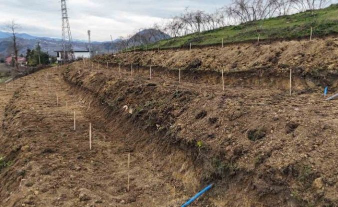 Ordu’da fındıkta verimi arttırmak için yeni teknikler