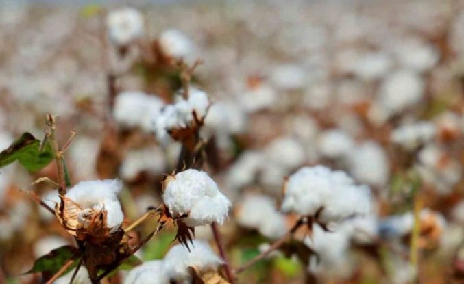 Adana’da pamukta ’pembekurt’ zararlısına karşı uyarı