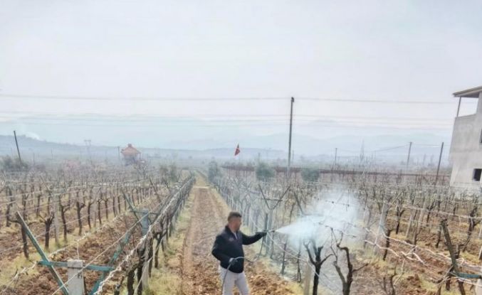 Bağlarda çiçek öncesi ilaçlama programı açıklandı