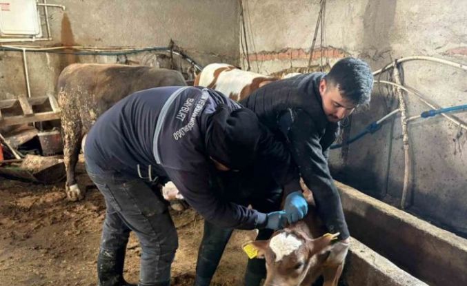 Bayburt genelinde şap, brusella aşılamaları ve küpeleme çalışmaları sürüyor