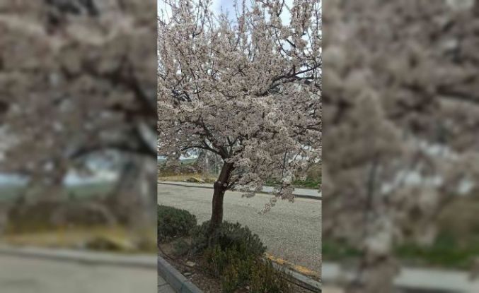 Beypazarı’nda badem ve kayısı ağaçları çiçek açtı