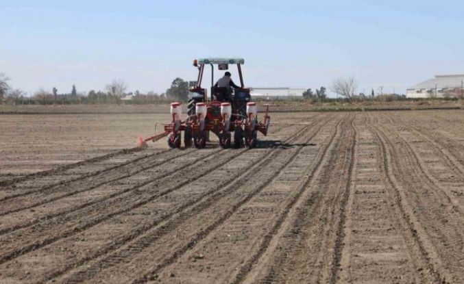 Çukurova’nın bereketli toprakları mısır ve ayçiçeği tohumları ile buluştu