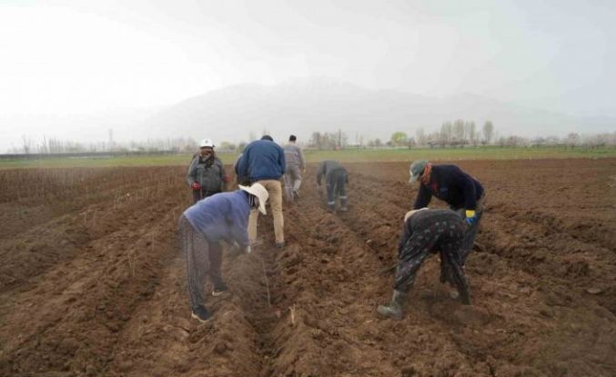 Erzincan bölgenin fidan ihtiyacını karşılıyor