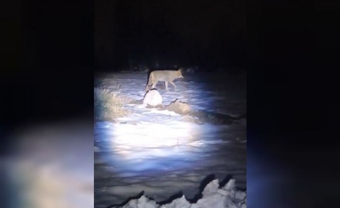 Erzincan’da aç kalan kurtlar köye indi