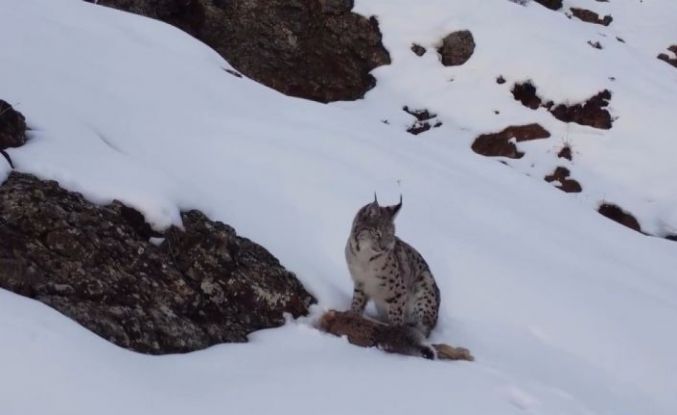 Erzincan’da "Doğadaki Kız" nesli tükenme tehlikesi altındaki vaşağı görüntüledi