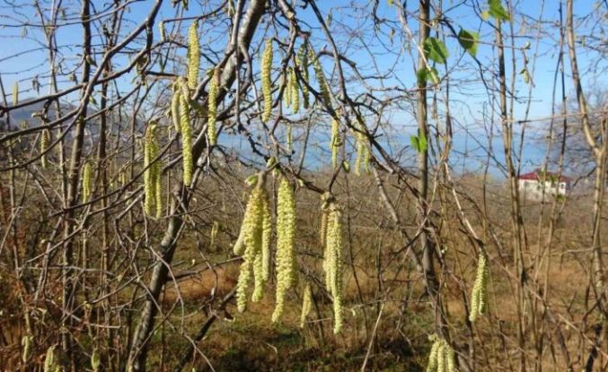 Fındıkta doğru bilinen yanlışlara karşı uyardı
