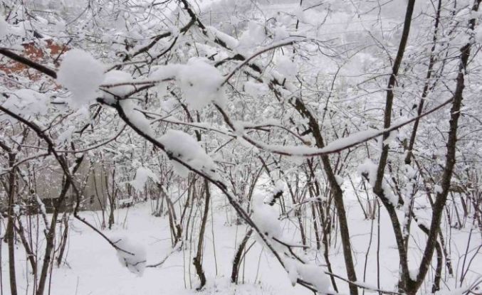 Fındıkta don endişesine bilimsel açıklama: "Şu an risk yok, fayda var"