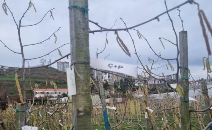 Fındıkta kozalak akarı verim kaybına yol açıyor