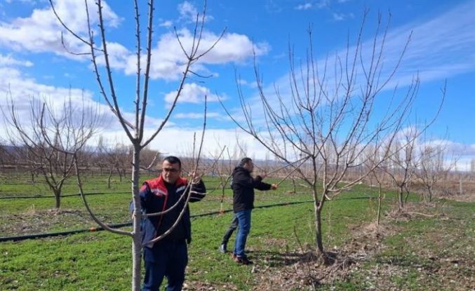 Iğdır’da çiftçilere uygulamalı meyve ağacı budama eğitimi