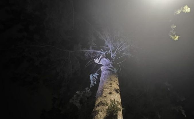 İskenderun’da ağaçta mahsur kalan kediyi itfaiye kurtardı