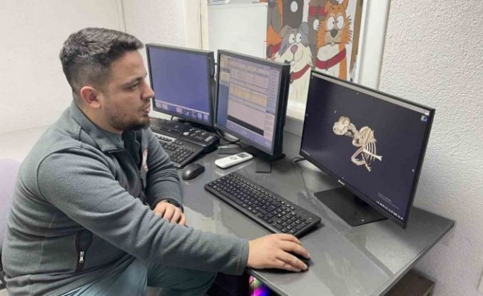 Kulağından beynine tümör yayılan sokak köpeği zorlu operasyonla hayata tutundu