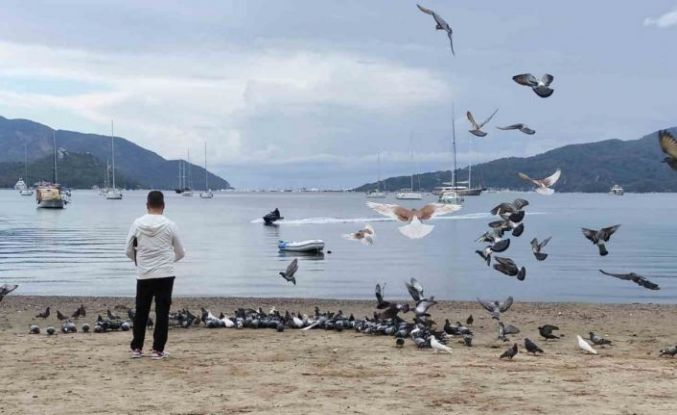 Marmaris’te güvercinler kışın boşalan sahili mesken tuttu