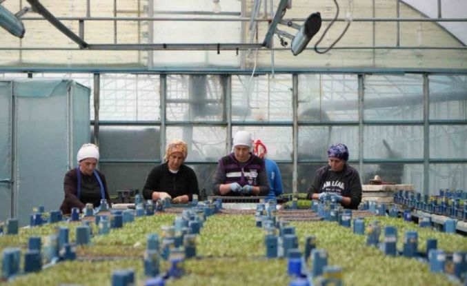Milyonlarca sebze fidesi profesyonel ellerde üretiliyor