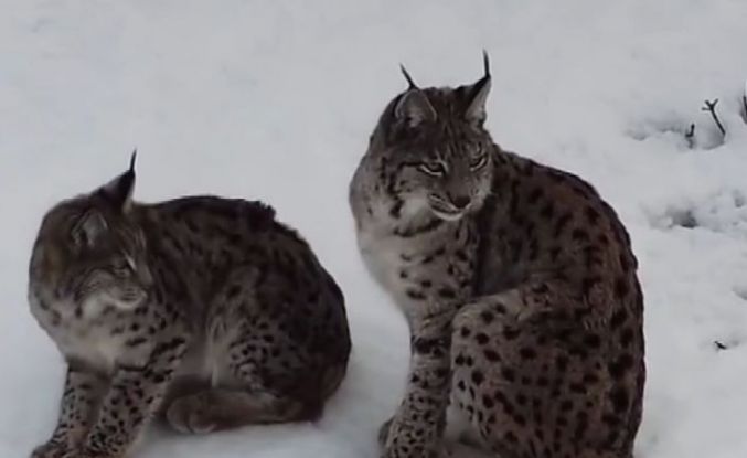 "Ormanın hayaleti" vaşak ailesi Refahiye’de havadan görüntülendi