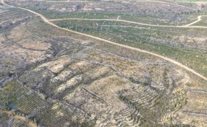 Sarıçam’da 1 milyon 200 bin fidan toprakla buluşturuldu