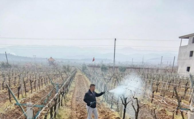 Sarıgöl’de ölü kol hastalığıyla mücadele başladı