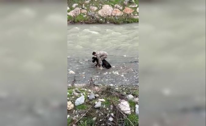 Siirt’te dereye düşen buzağı polis tarafından kurtarıldı