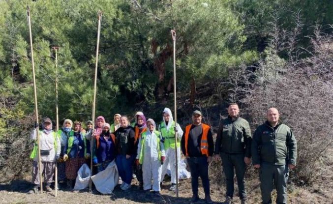 Sinop ormanlarında zararlılara karşı biyolojik savaş
