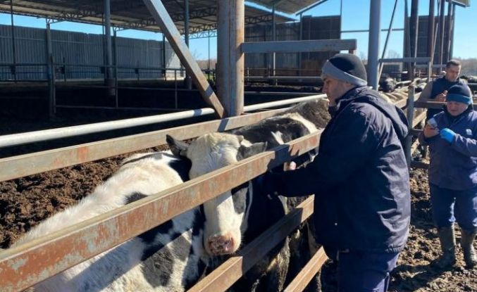 Trakya’da şap alarmına karşı sahadalar: Büyükbaş hayvanlara aşılama sürüyor