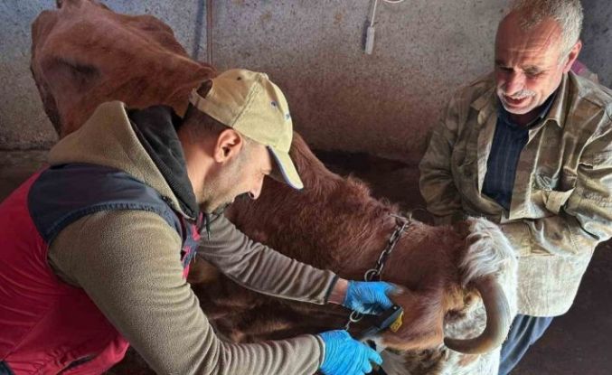 Tunceli’de şap aşılama kampanyası sürüyor