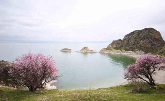 Badem çiçekleri Van Gölü kıyılarını renklendirdi