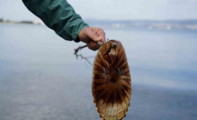 Denizde bu türü görürseniz sakın yaklaşmayın