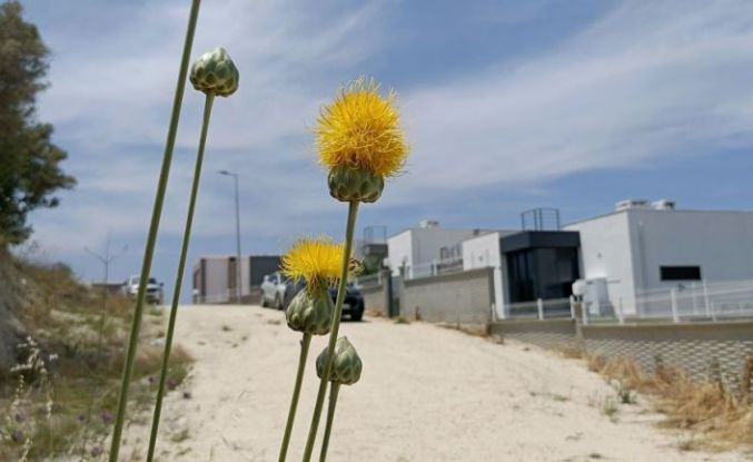 Doğaseverlerden Tülüşah için "acil koruma" çağrısı
