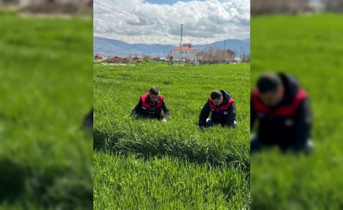 Elazığ’da hububat üreticilerine kök ve kök boğazı hastalık uyarısı